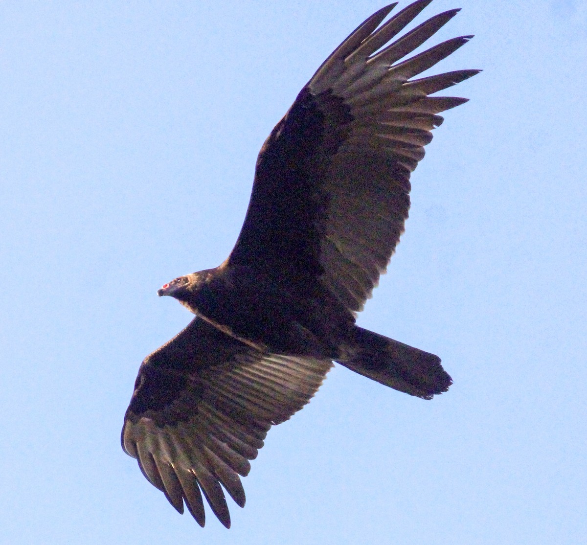 Turkey Vulture - ML644628515