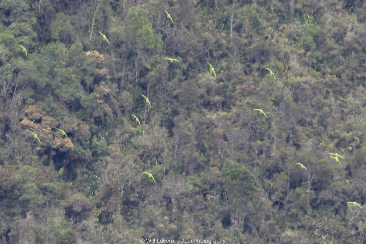 Scaly-naped Amazon - ML644628518
