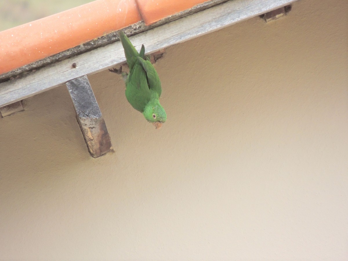 White-eyed Parakeet - ML644628519