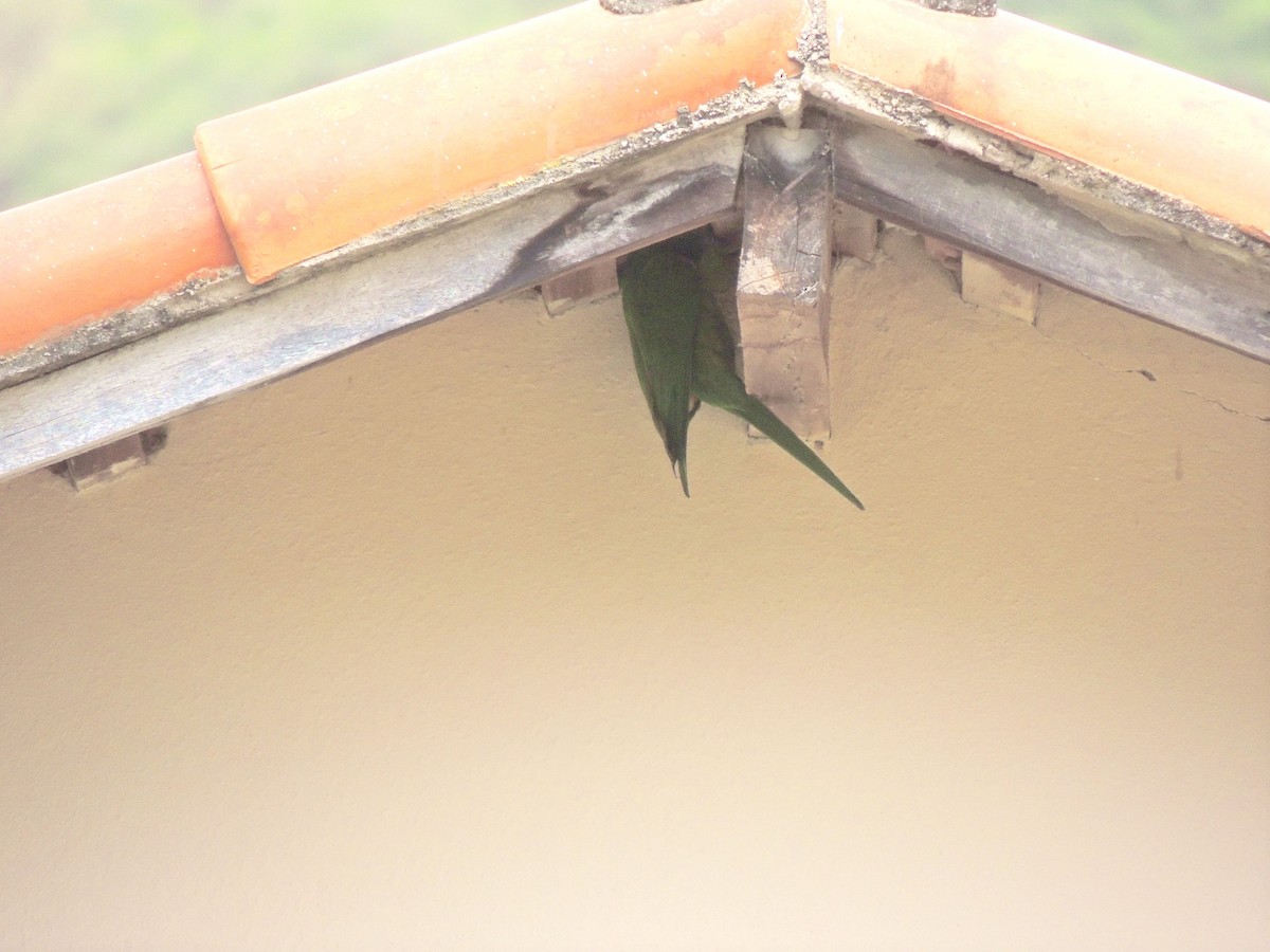 White-eyed Parakeet - ML644628520