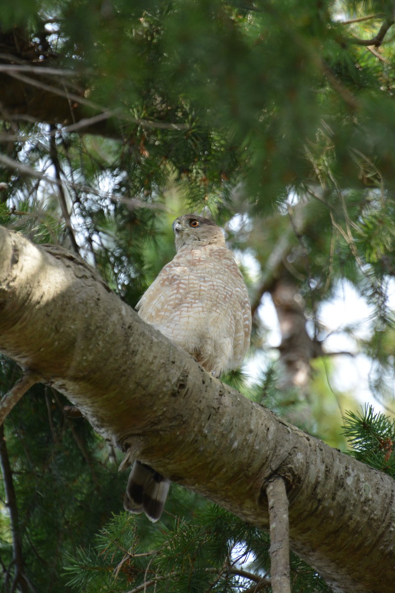Cooper's Hawk - ML644628521