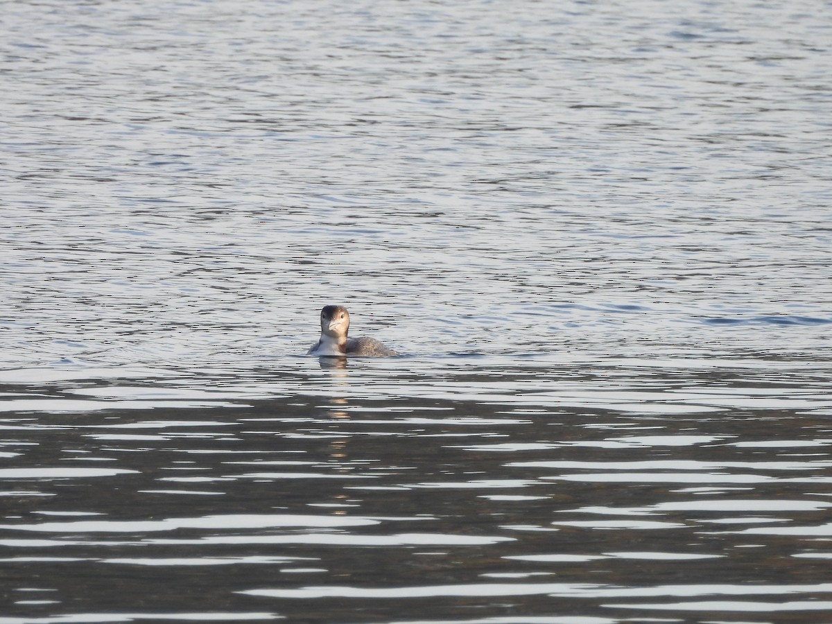 Common Loon - ML644628522