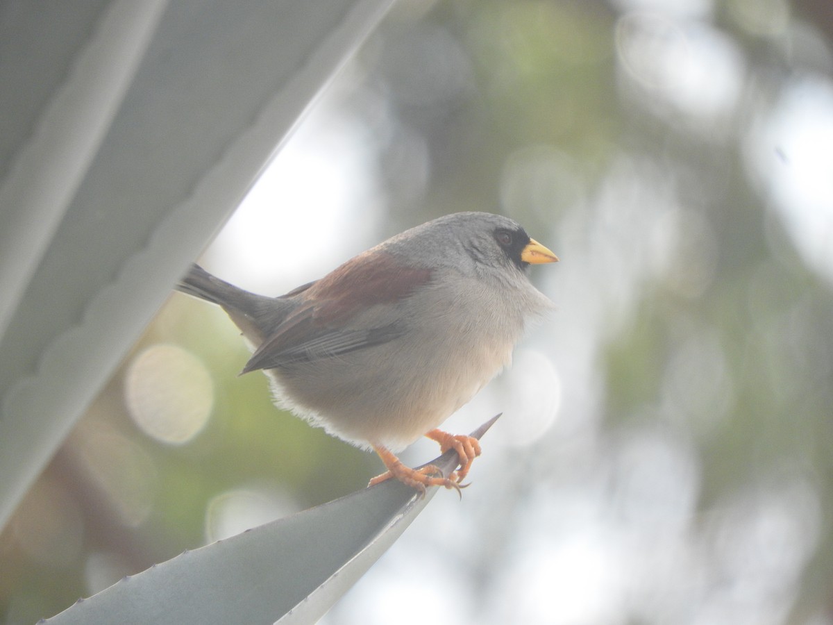 Rufous-backed Inca-Finch - ML644628523