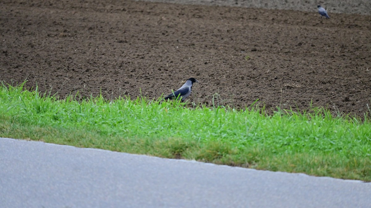 Hooded Crow - ML644628524