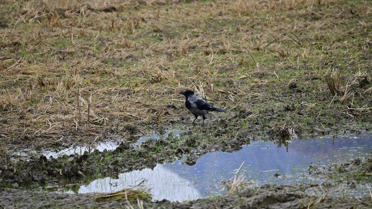 Hooded Crow - ML644628525