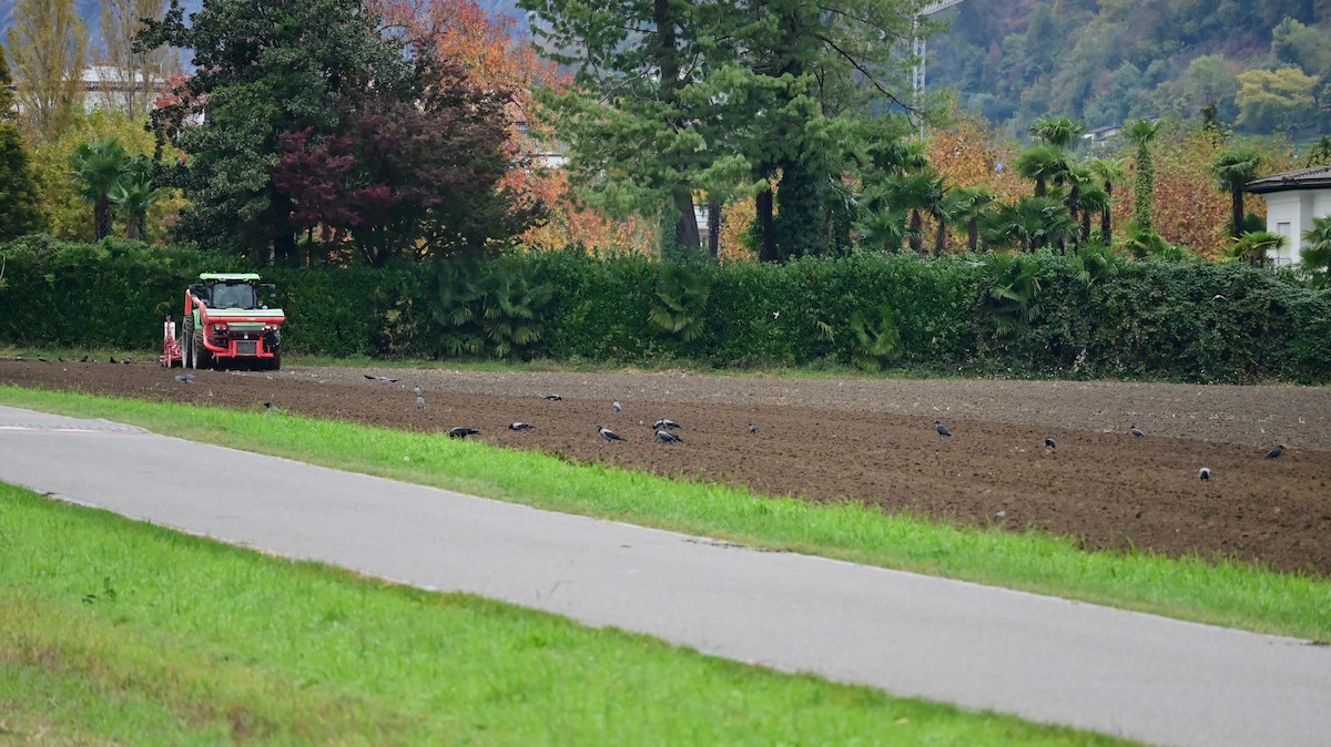 Hooded Crow - ML644628526