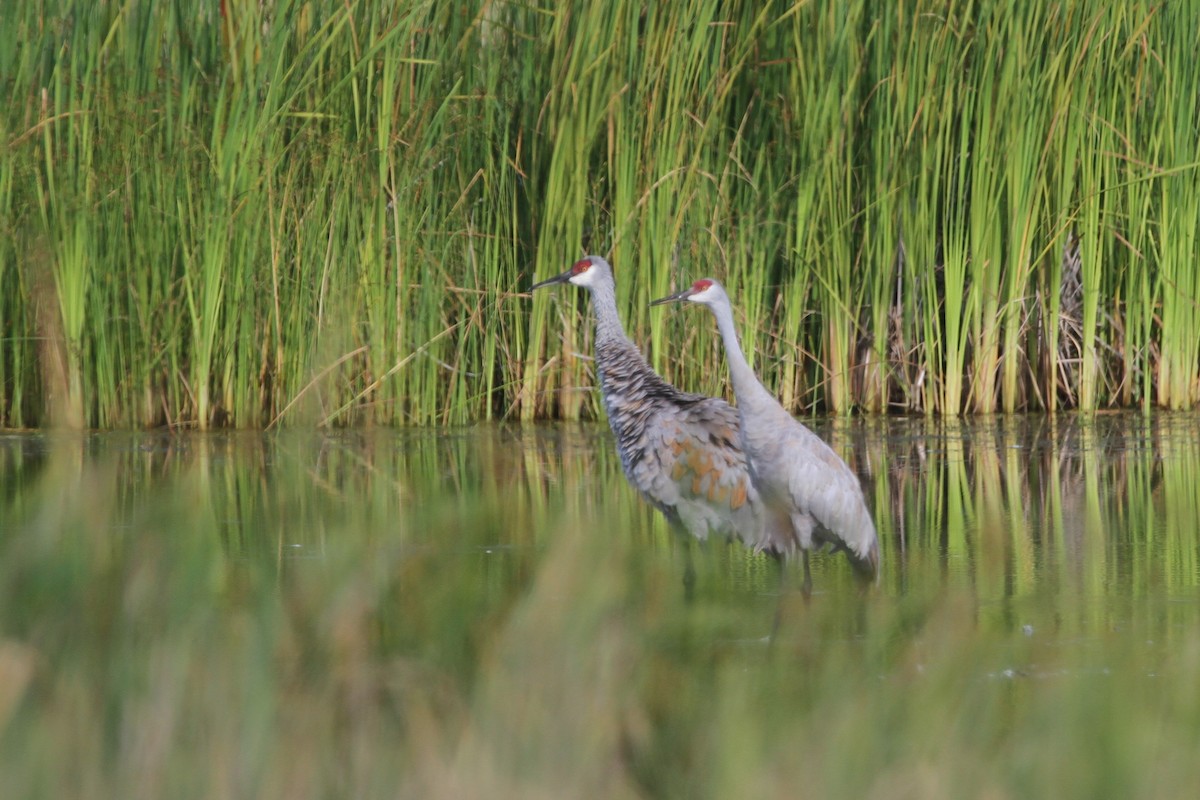 Sandhill Crane - ML644628527