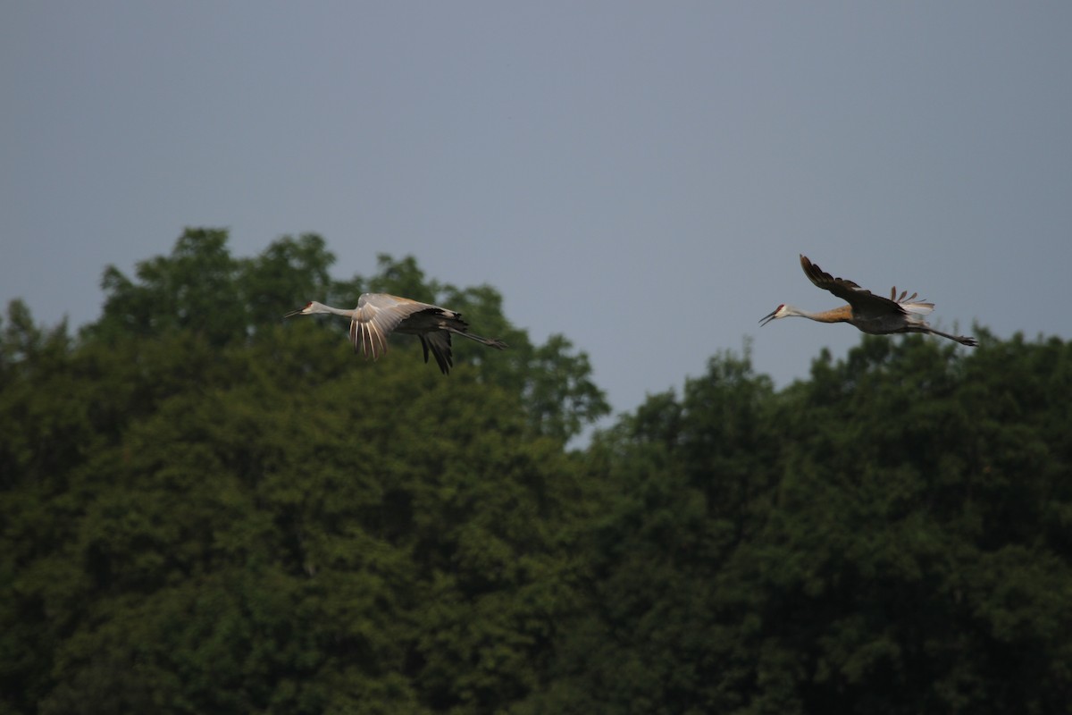 Sandhill Crane - ML644628528