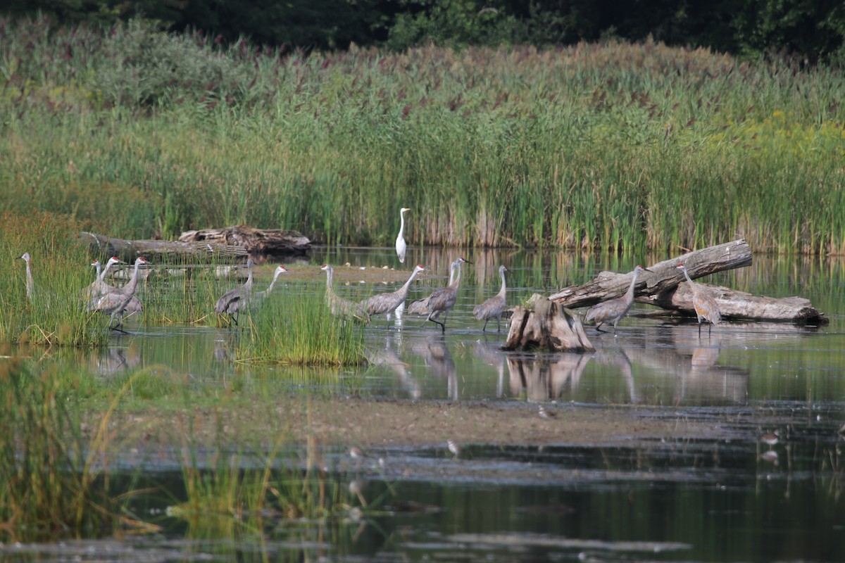 Sandhill Crane - ML644628529