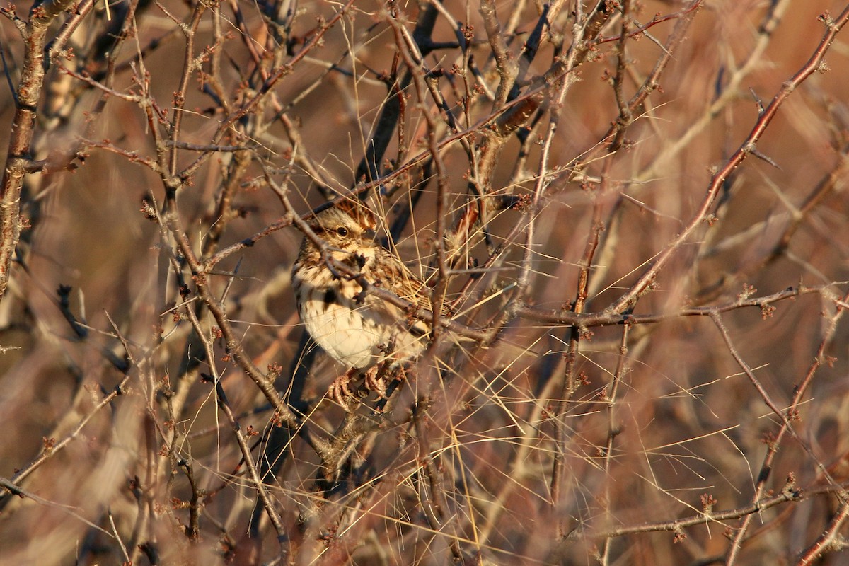 Пасовка співоча - ML644628530