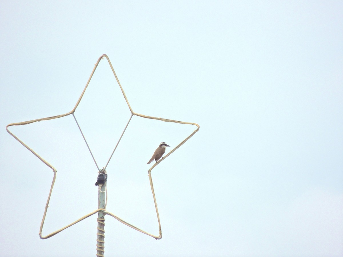 Great Kiskadee - ML644628531