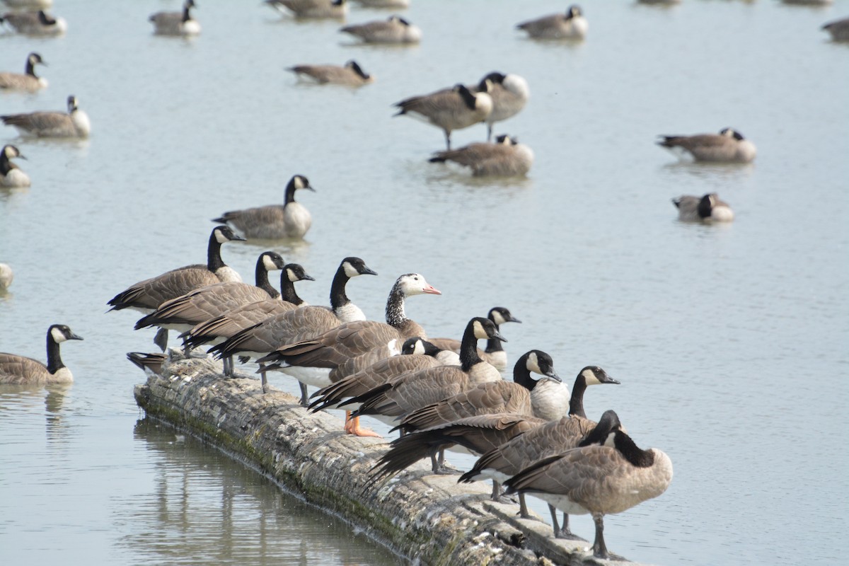Domestic goose sp. x Canada Goose (hybrid) - ML644628532