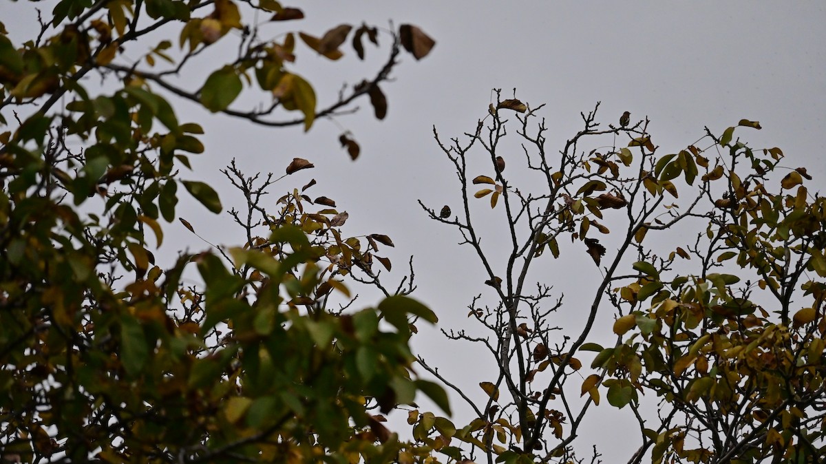 Common Chaffinch - ML644628533