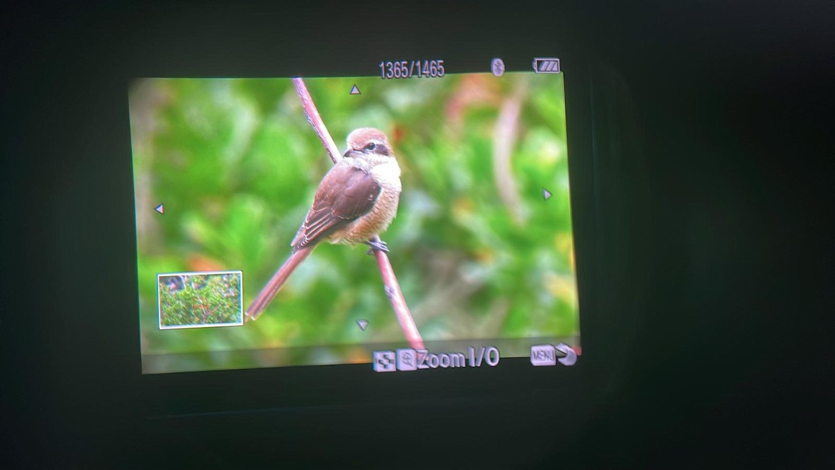 Brown Shrike - ML644628534