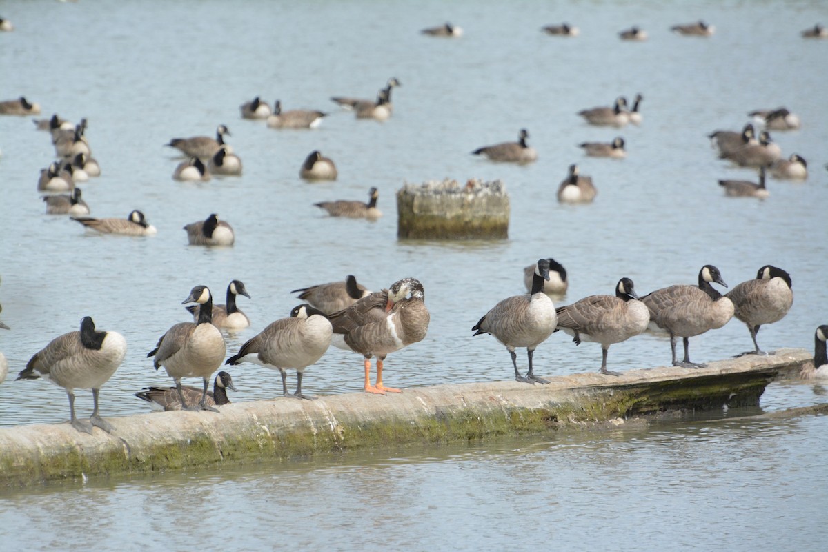 Domestic goose sp. x Canada Goose (hybrid) - ML644628535