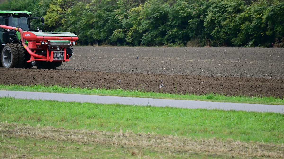White Wagtail - ML644628540