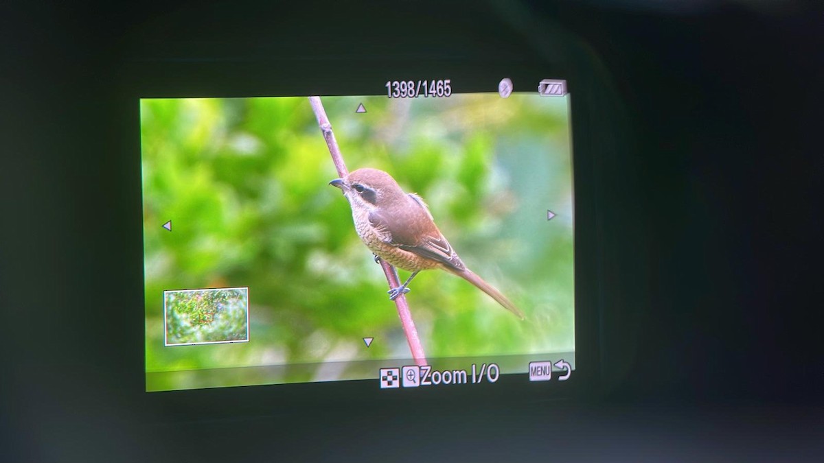 Brown Shrike - ML644628542