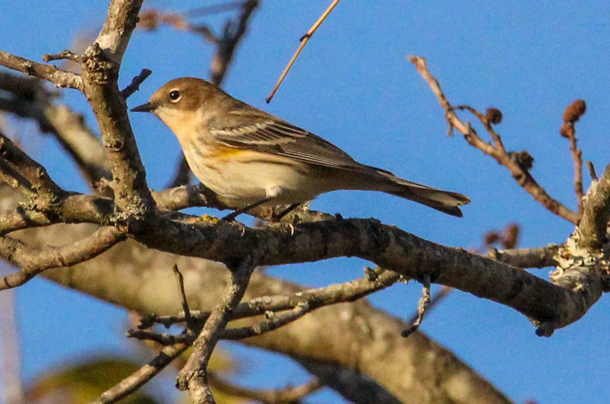 Yellow-rumped Warbler - ML644628543