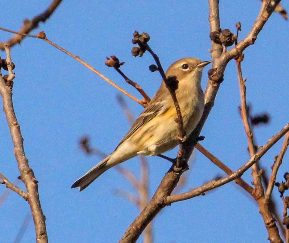 Yellow-rumped Warbler - ML644628544