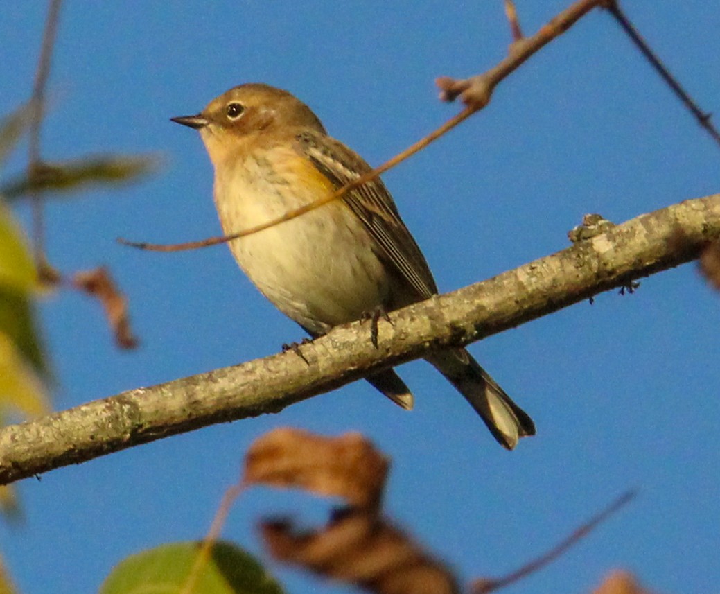 Yellow-rumped Warbler - ML644628545