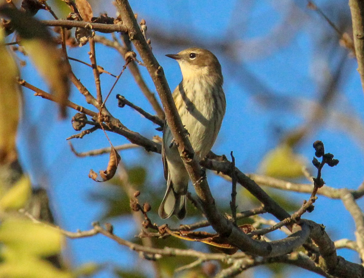 Yellow-rumped Warbler - ML644628546