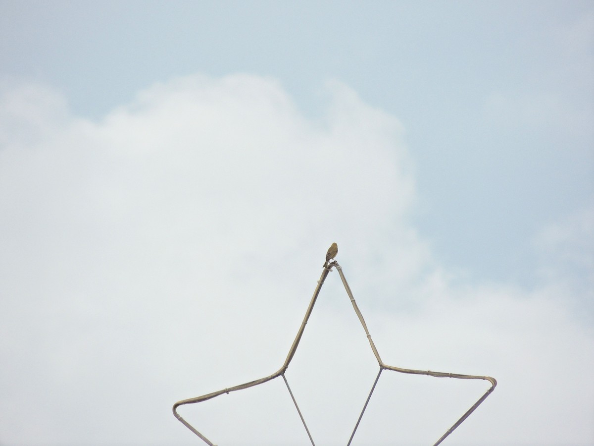 Saffron Finch - ML644628548