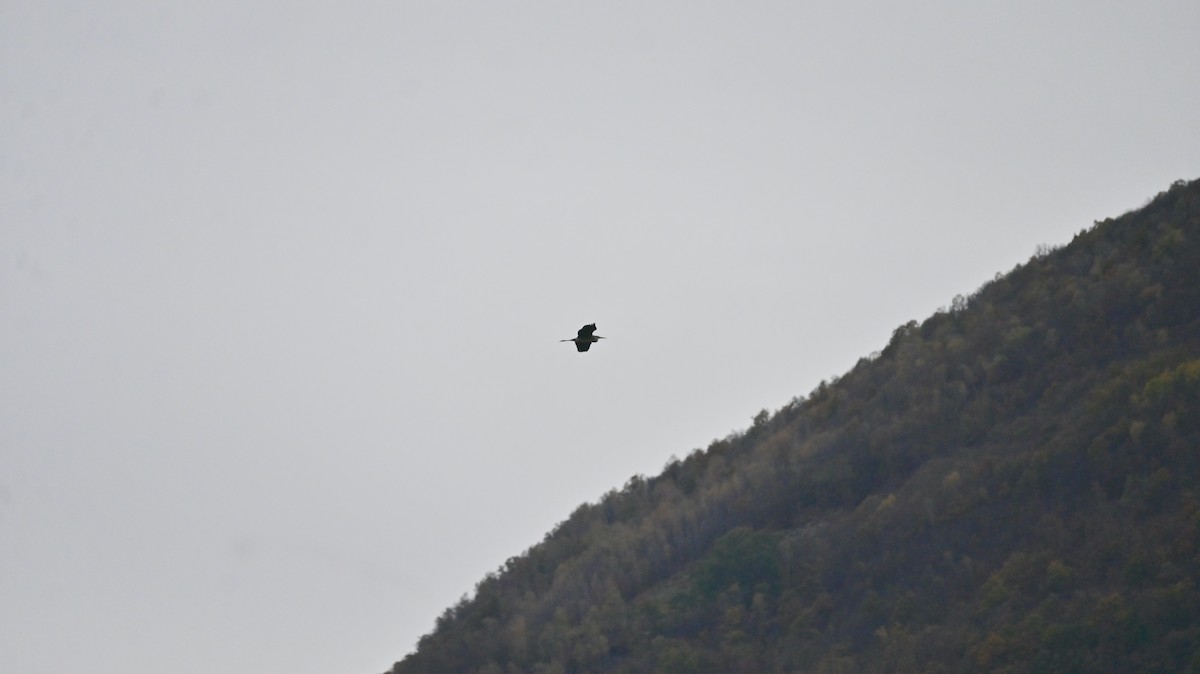 Gray Heron - ML644628549