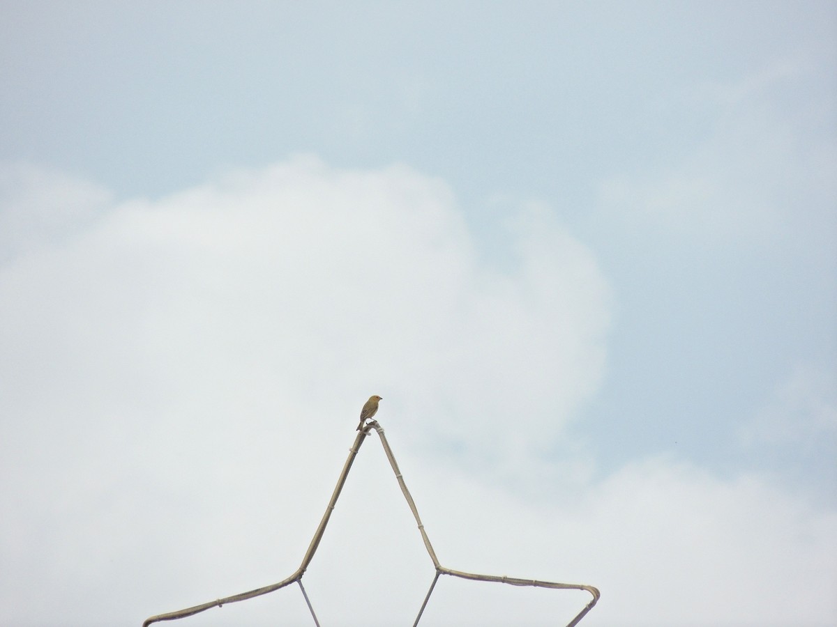 Saffron Finch - ML644628550