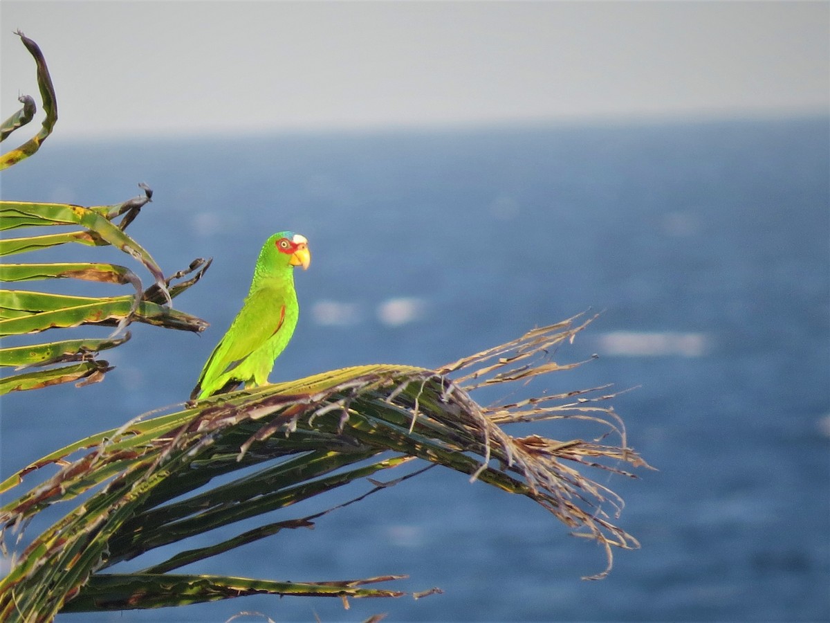 White-fronted Amazon - ML644628551