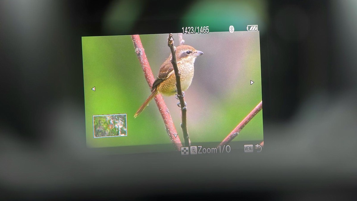 Brown Shrike - ML644628552