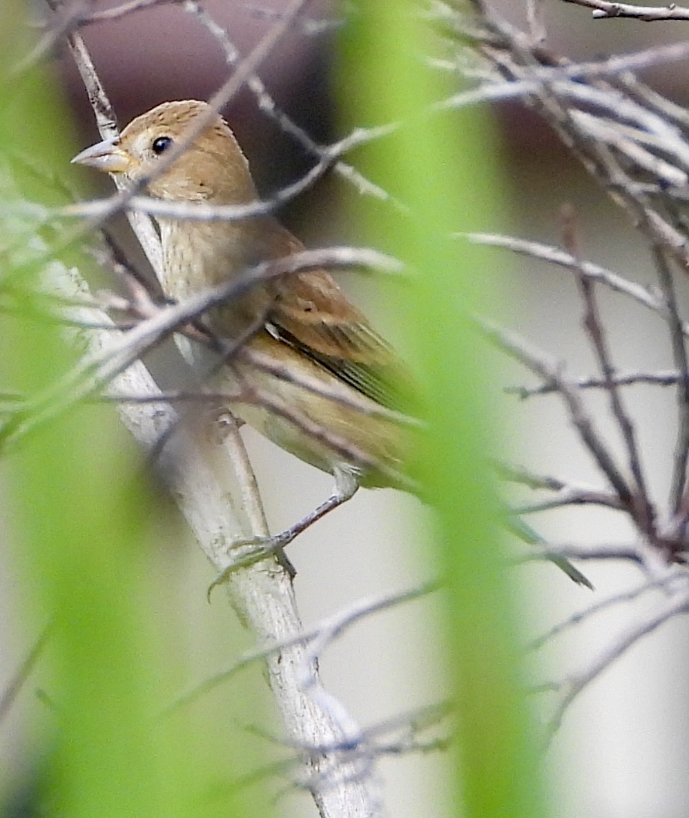 Indigo Bunting - ML644628553
