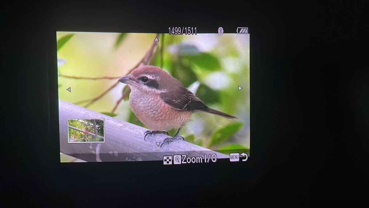 Brown Shrike - ML644628555