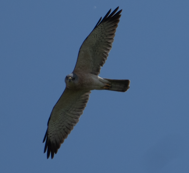 Sparviere levantino - ML644628558