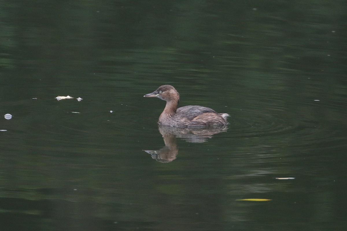 Tuffetto - ML644628562