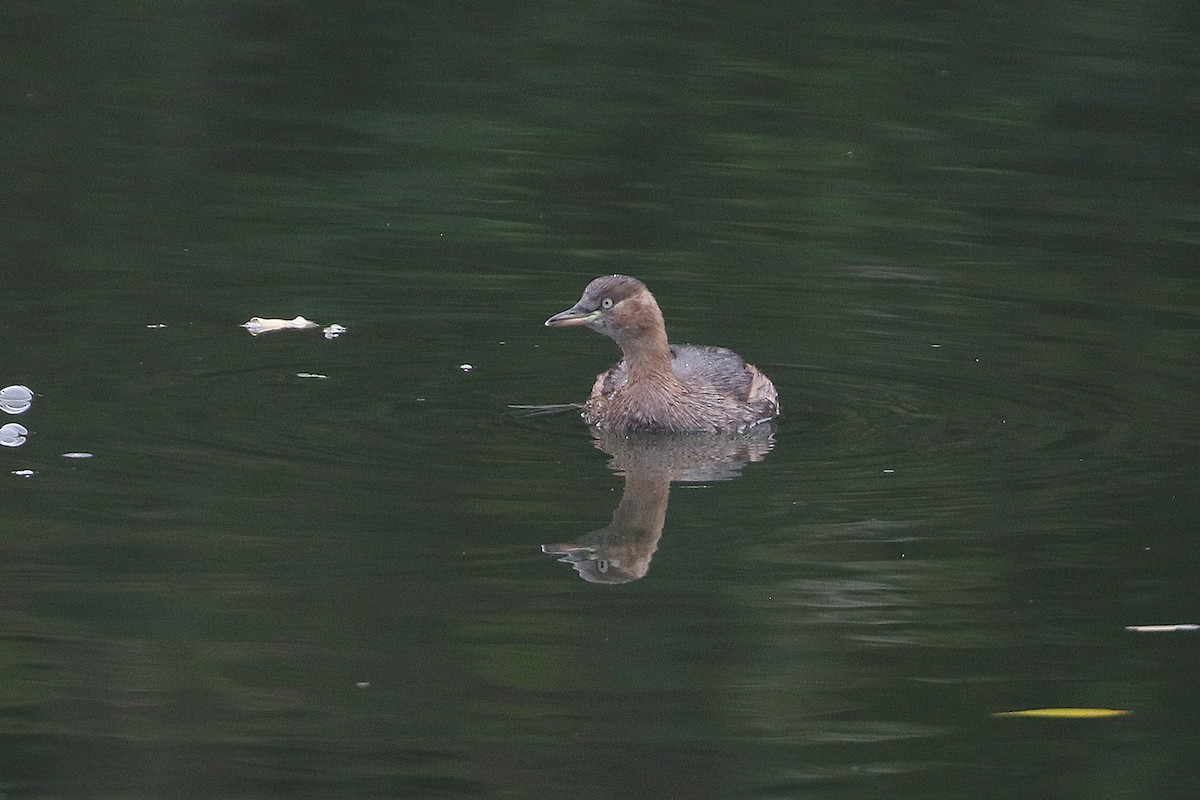 Tuffetto - ML644628563