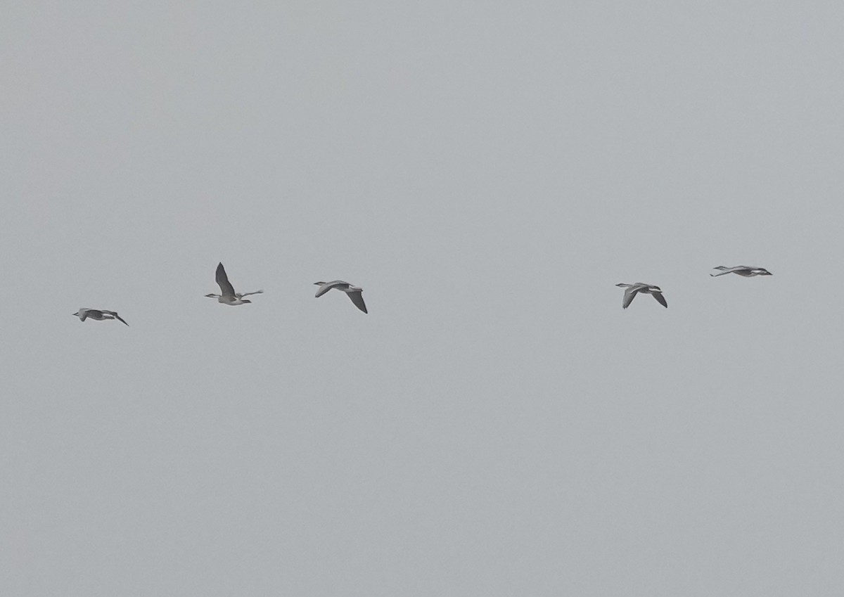 鴻雁 - ML644628564