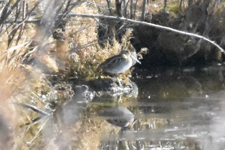 Wilson's Snipe - ML644628572