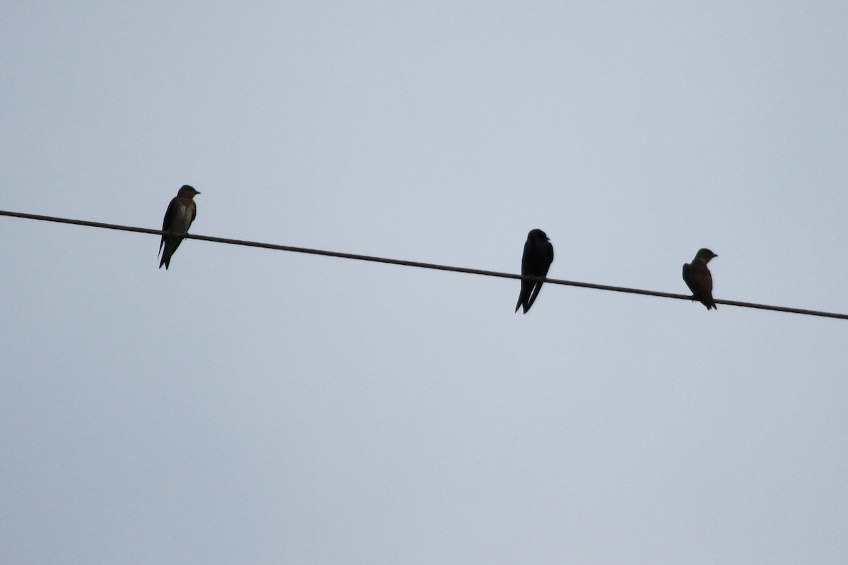 Purple Martin - ML644628573