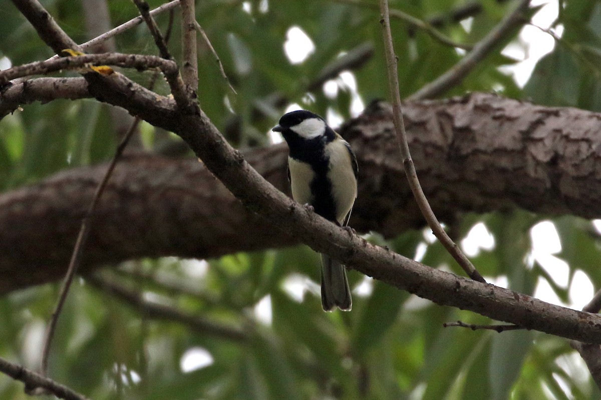 Asian Tit - ML644628575