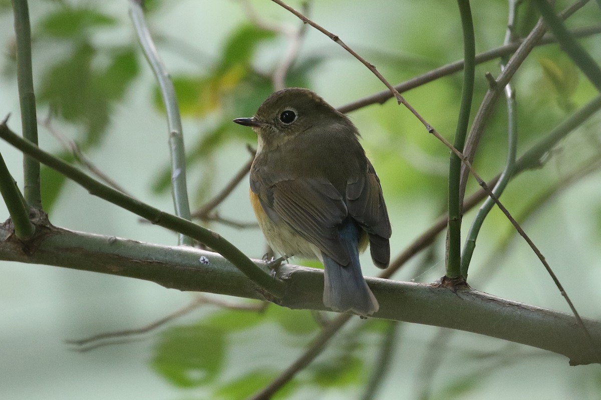 Codazzurro - ML644628579