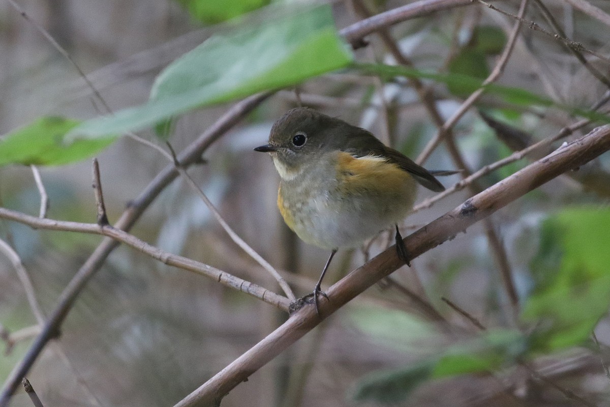 Codazzurro - ML644628581