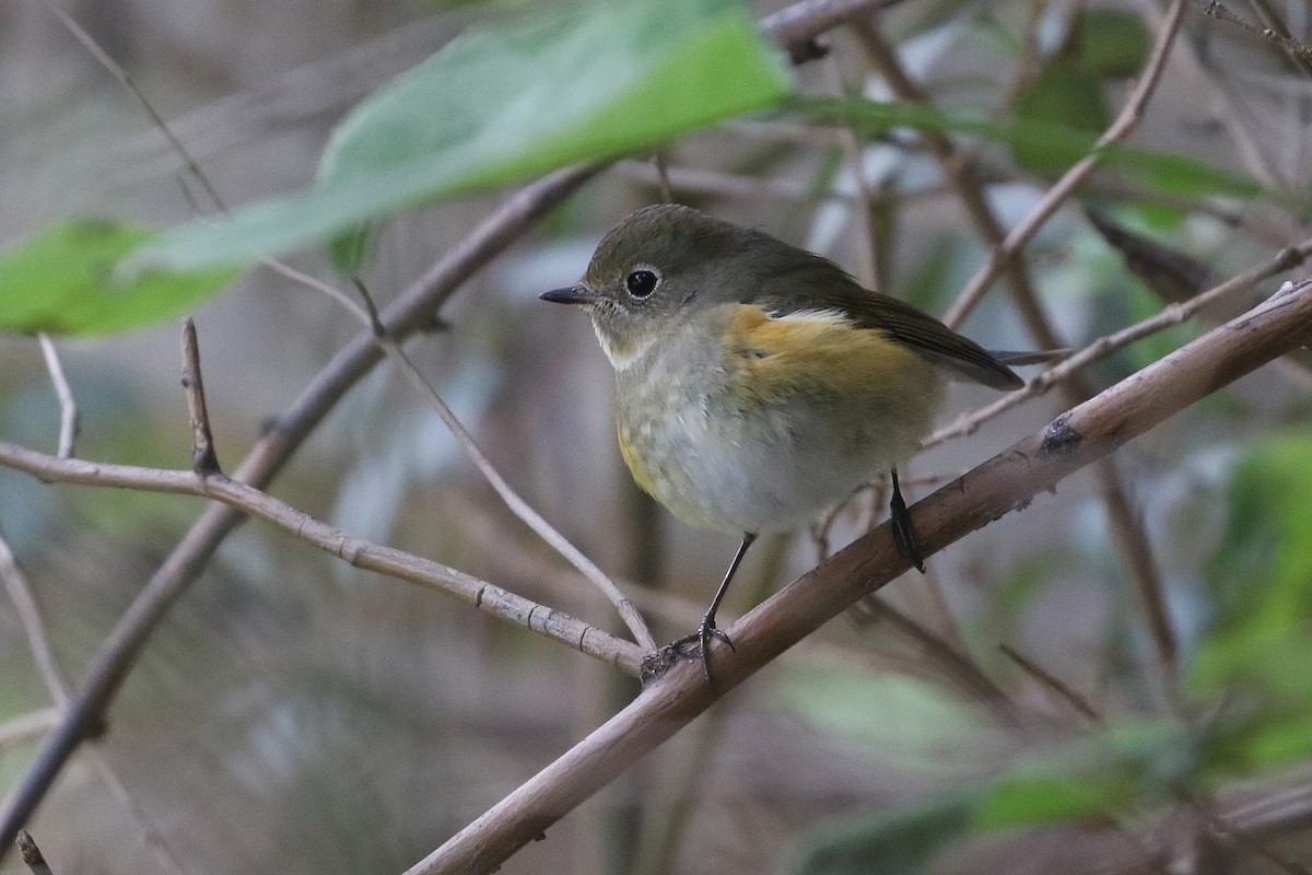 Codazzurro - ML644628582