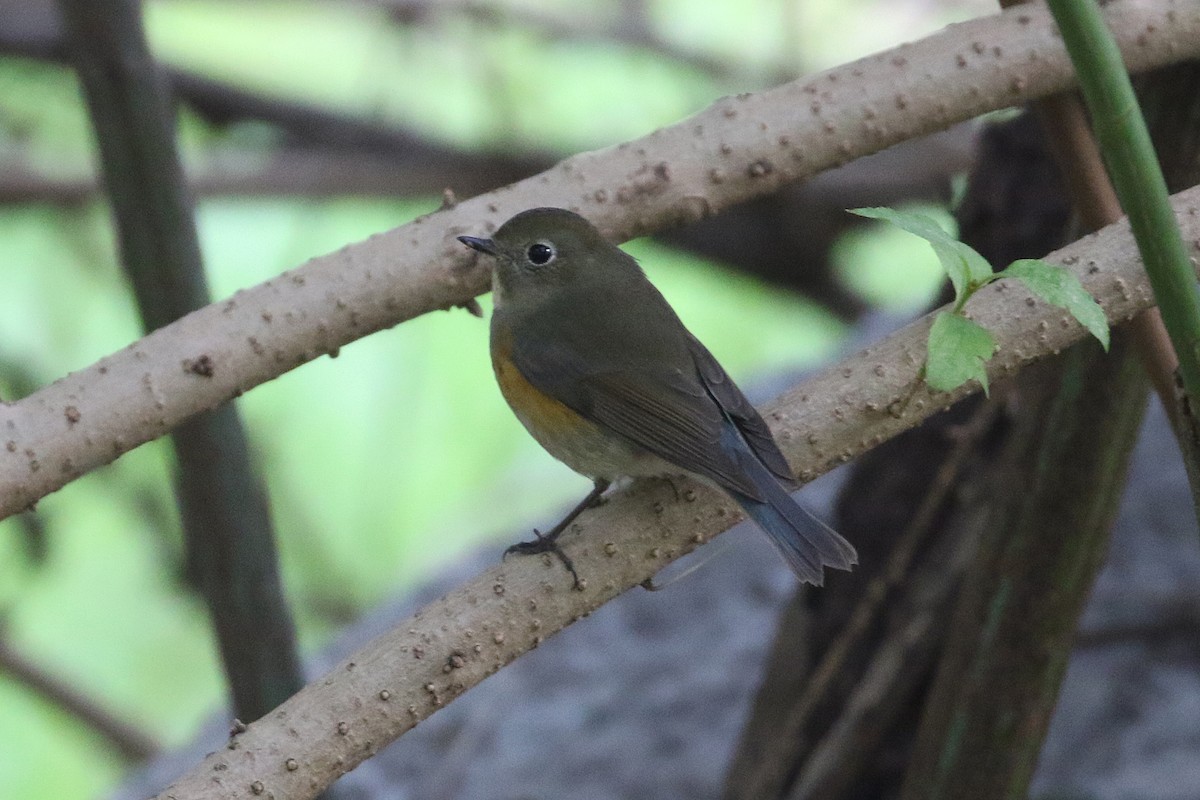 Codazzurro - ML644628583