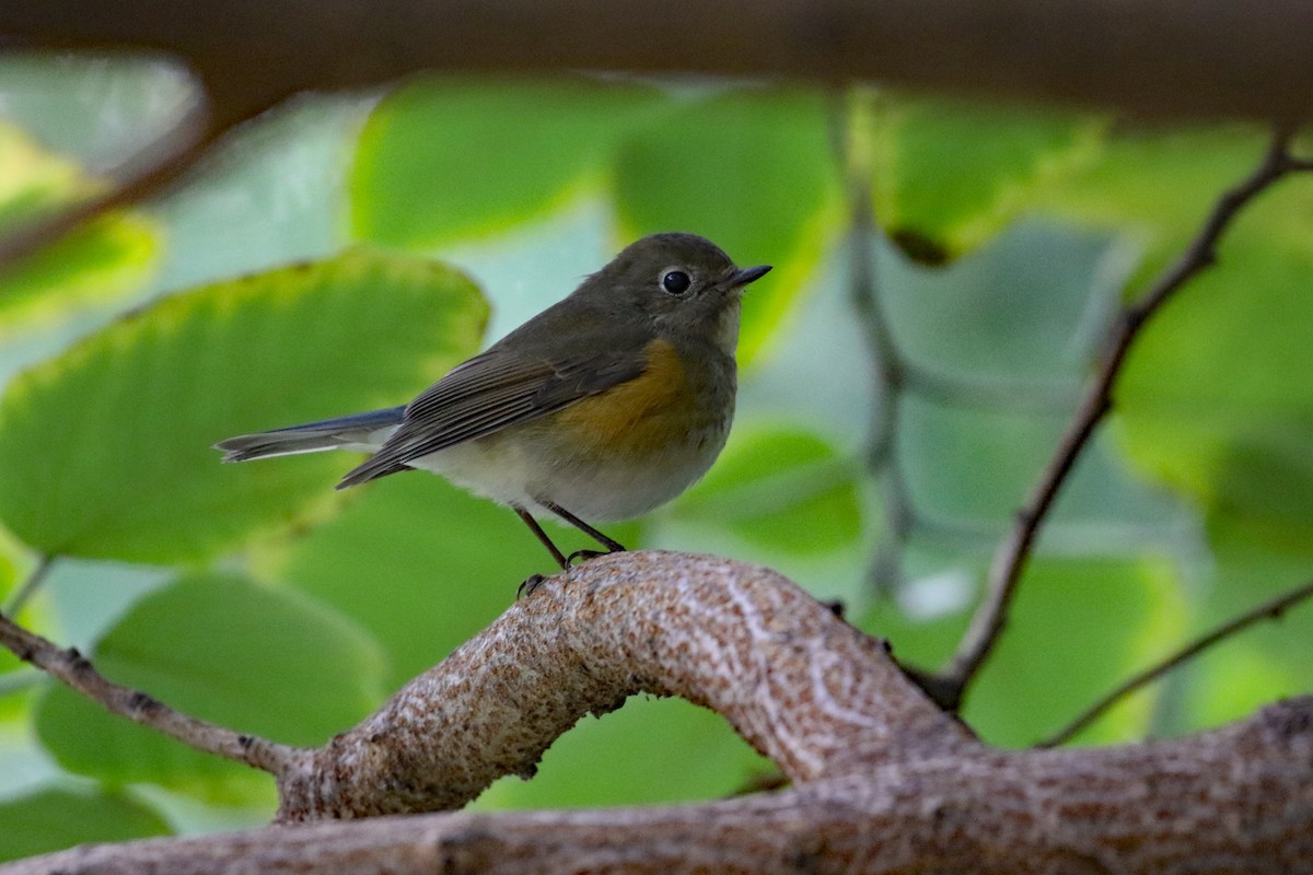 Codazzurro - ML644628584