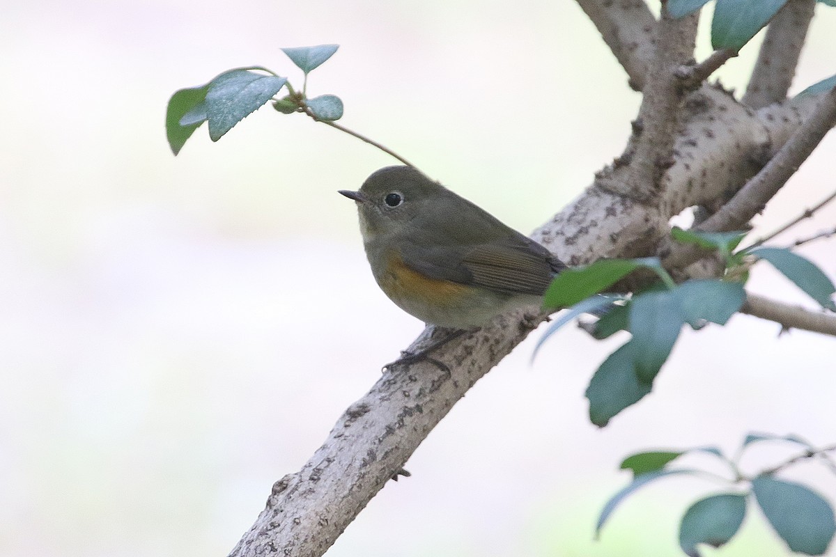 Codazzurro - ML644628585