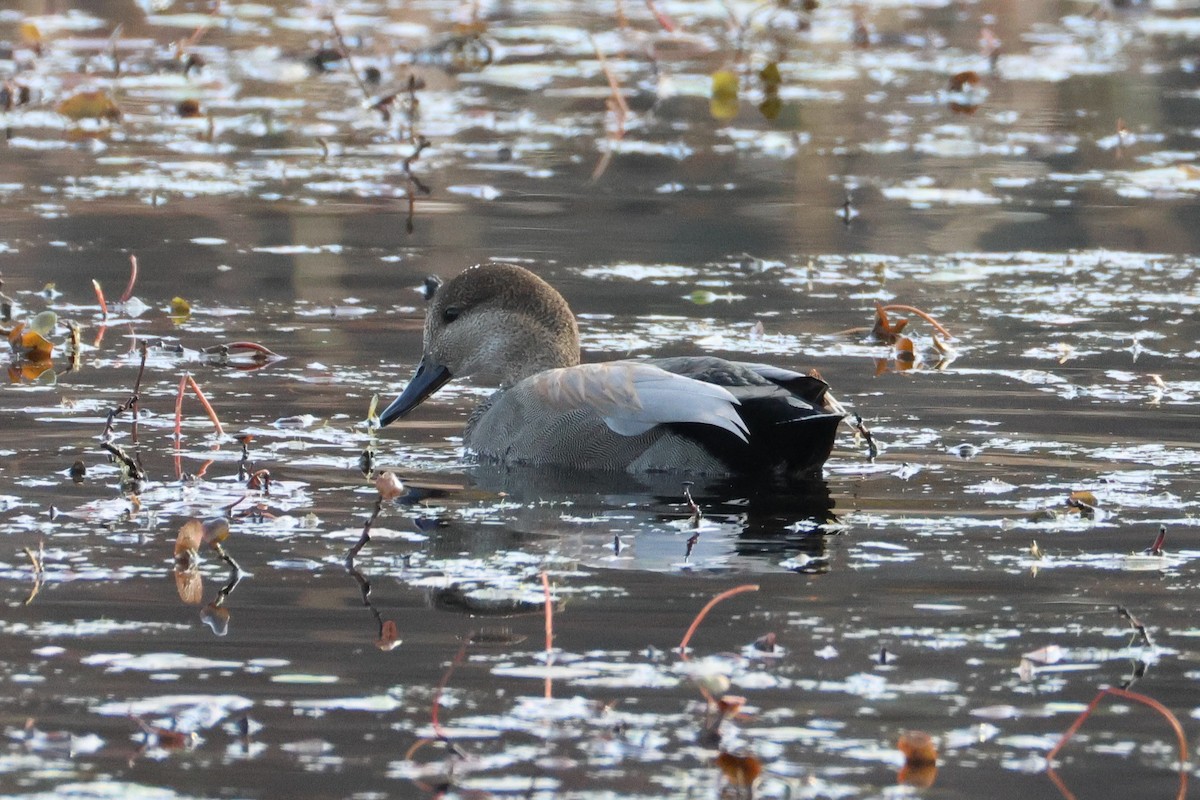 Нерозень - ML644628589