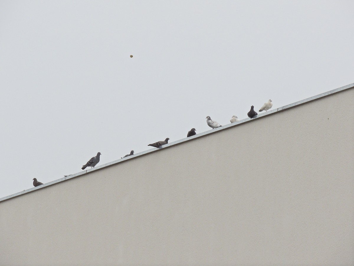 カワラバト（ドバト、家畜型） - ML644628597