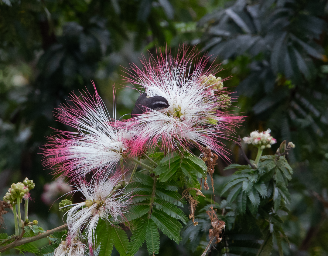 Sucrier à ventre jaune - ML644628601