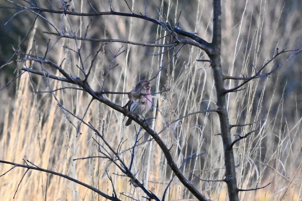 Purple Finch - ML644628604