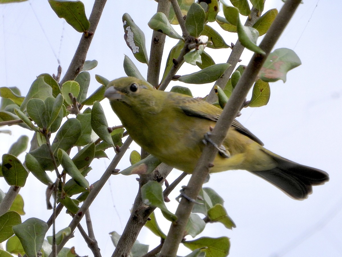 Скригнатка райдужна - ML644628605